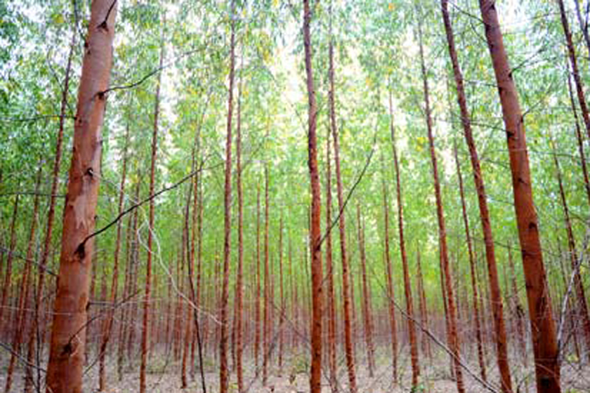 “Ouro verde”? Energia da biomassa de eucalipto é nova aposta