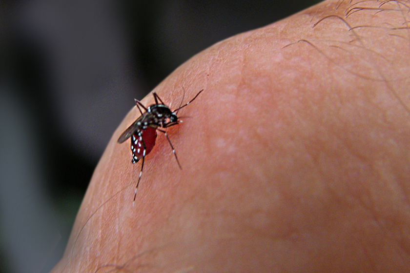 Chikungunya, aedes aegypti  e os 14 casos já registrados na Bahia