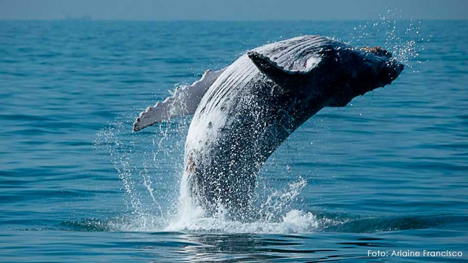 Blue Praia Bar está com uma programação de monitoramento das baleias jubarte
