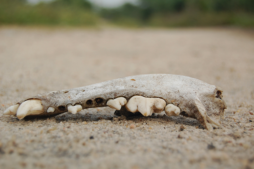 A Seca devasta 140 cidades na Bahia