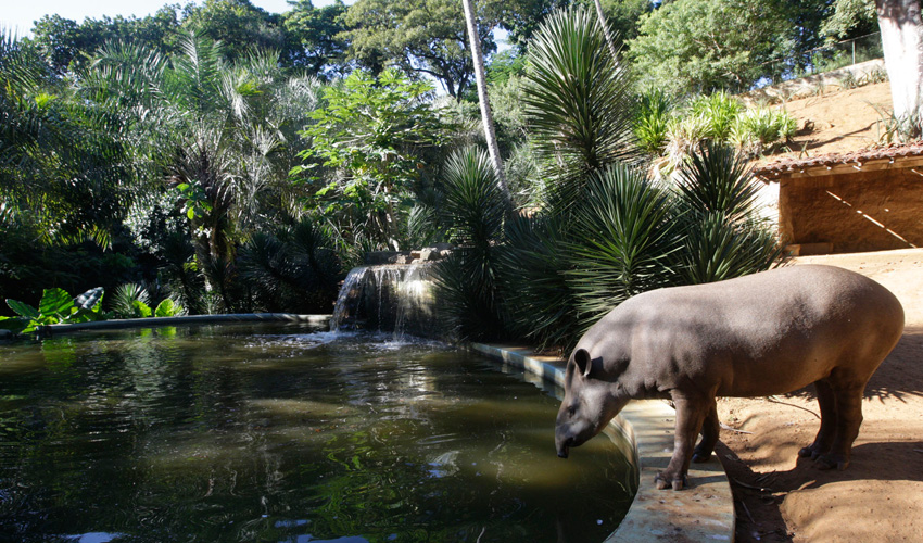 Com promessa de melhorias, Zoológico de Salvador reabre a partir deste sábado