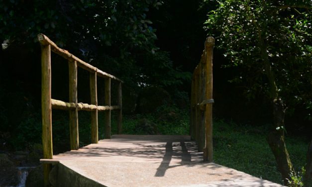 Fotopoesias: Foi plantado um Baobá no parque