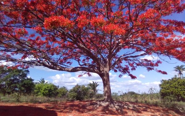 6 FOTOS INCRÍVEIS DO BRASIL FEITAS POR RECENSEADORES