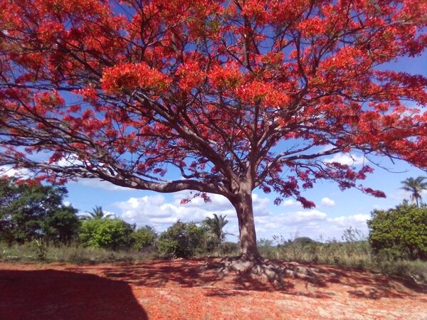 6 FOTOS INCRÍVEIS DO BRASIL FEITAS POR RECENSEADORES