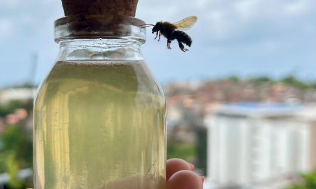 I Simpósio de Meliponicultura do Bioma Caatinga