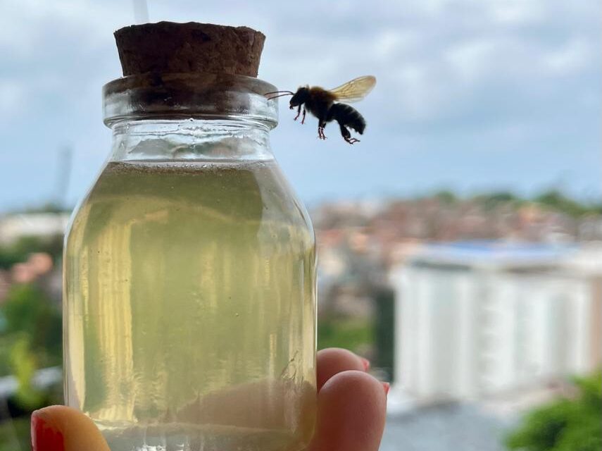 I Simpósio de Meliponicultura do Bioma Caatinga