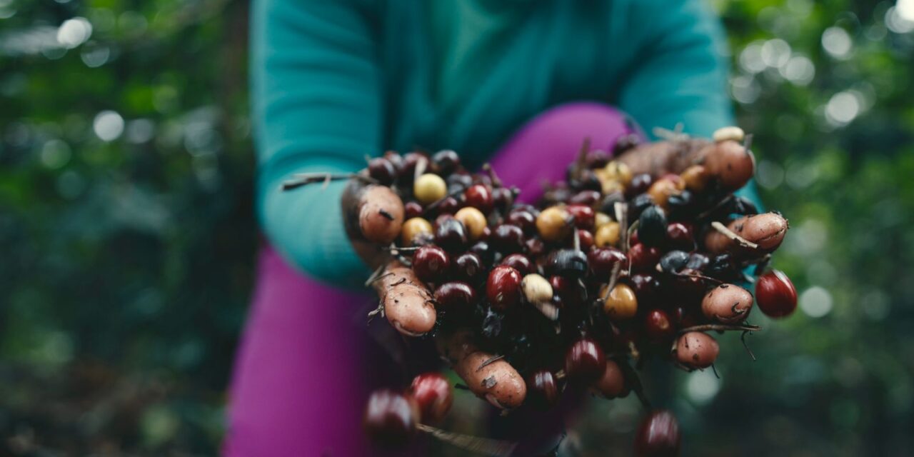 ‘Experiência além da xícara’: Festival Baiano de Cafés inicia venda de ingressos para edição 2025