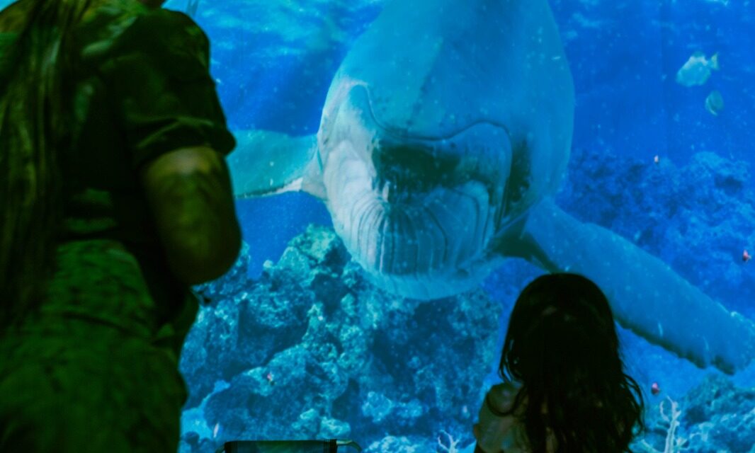 INÉDITA EM SALVADOR: Exposição imersiva “Oceano Vivo” desembarca no Shopping da Bahia