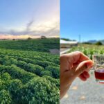 Roteiro turístico une café especial, natureza e experiências exclusivas no interior da Bahia